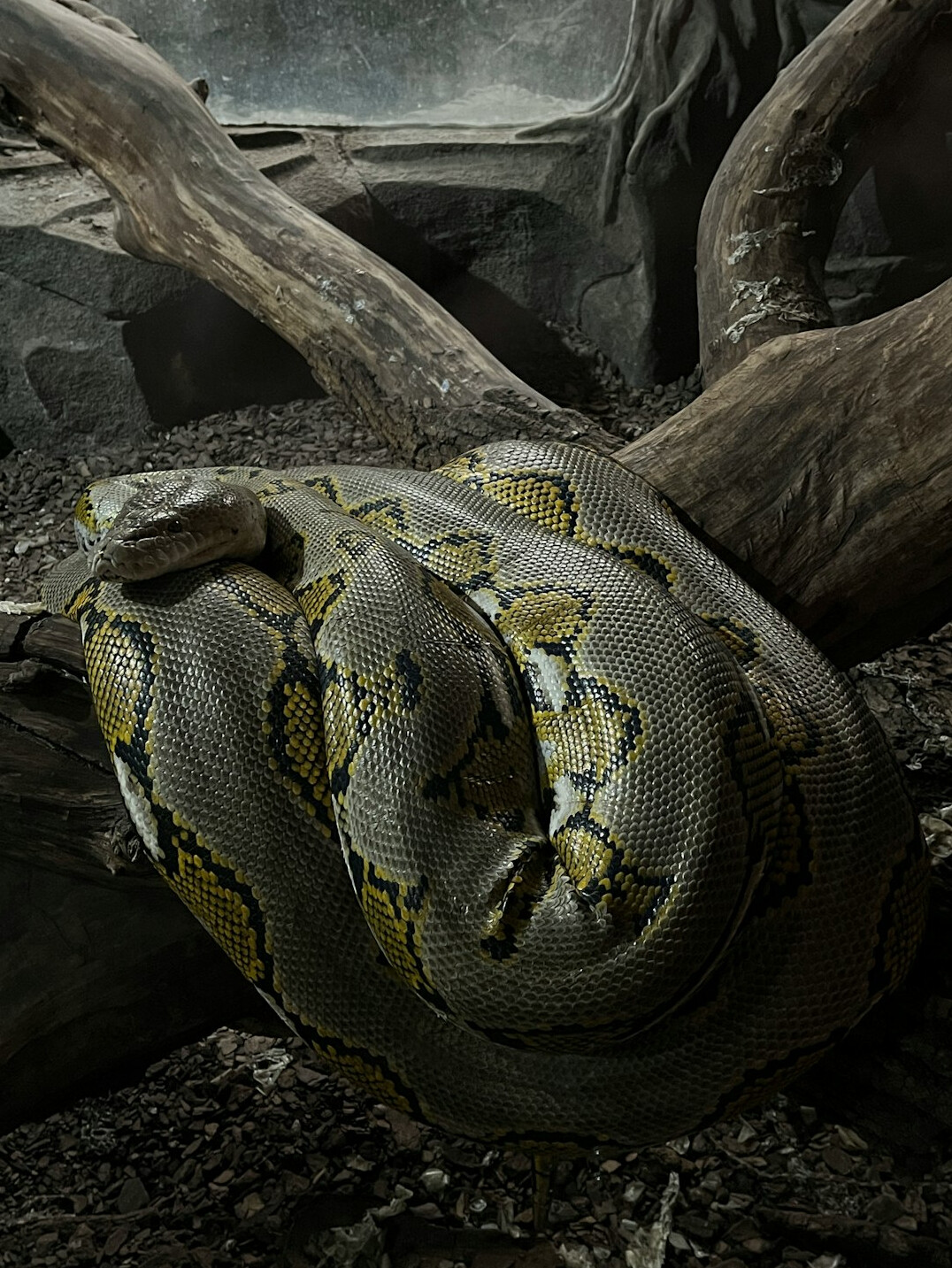 python snake illustration